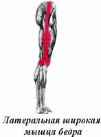 латеральная широкая мышца бедра